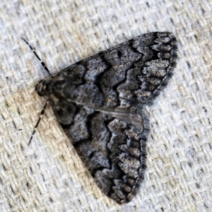 Lipogya exprimataria at O'Connor, ACT - 31 Oct 2019 09:34 PM