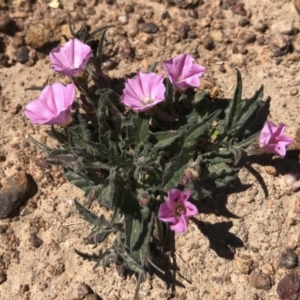 Convolvulus angustissimus subsp. angustissimus at Michelago, NSW - 19 Oct 2019