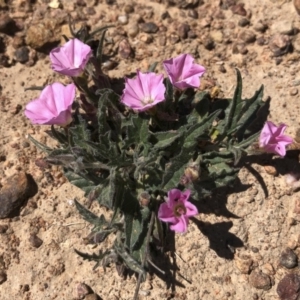 Convolvulus angustissimus subsp. angustissimus at Illilanga & Baroona - 19 Oct 2019 11:09 AM