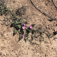 Convolvulus angustissimus subsp. angustissimus at Illilanga & Baroona - 19 Oct 2019