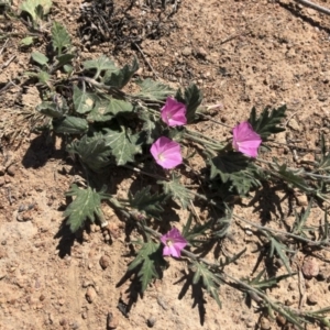 Convolvulus angustissimus subsp. angustissimus at Michelago, NSW - 19 Oct 2019