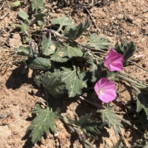 Convolvulus angustissimus subsp. angustissimus at Michelago, NSW - 19 Oct 2019