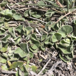 Dichondra sp. Inglewood (J.M.Dalby 86/93) Qld Herbarium at Michelago, NSW - 19 Oct 2019