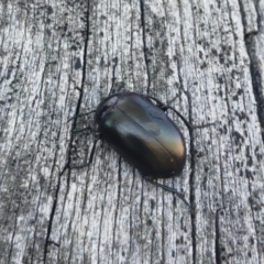 Chalcopteroides spectabilis (Rainbow darkling beetle) at Illilanga & Baroona - 21 Oct 2019 by Illilanga