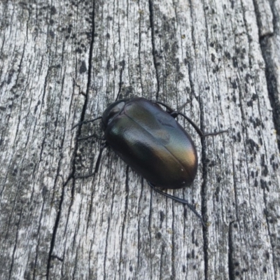 Chalcopteroides spectabilis (Rainbow darkling beetle) at Michelago, NSW - 21 Oct 2019 by Illilanga