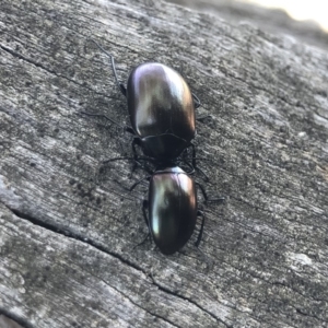 Chalcopteroides spectabilis at Michelago, NSW - 21 Oct 2019 12:10 PM