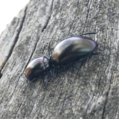 Chalcopteroides spectabilis at Michelago, NSW - 21 Oct 2019 12:10 PM