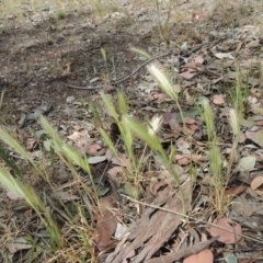 Hordeum leporinum (Barley Grass) at Lanyon - northern section A.C.T. - 26 Oct 2019 by michaelb