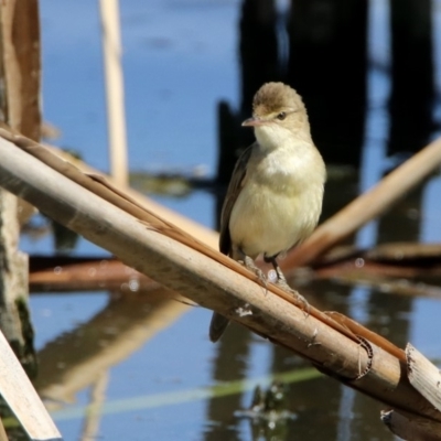 Acrocephalus australis (Australian Reed-Warbler) at Fyshwick, ACT - 31 Oct 2019 by RodDeb