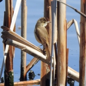 Acrocephalus australis at Fyshwick, ACT - 31 Oct 2019