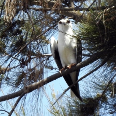 Elanus axillaris (Black-shouldered Kite) at Fyshwick, ACT - 31 Oct 2019 by RodDeb