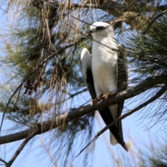 Elanus axillaris at Fyshwick, ACT - 31 Oct 2019