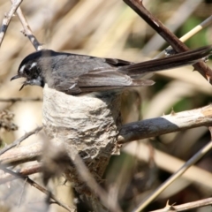 Rhipidura albiscapa (Grey Fantail) at Fyshwick, ACT - 31 Oct 2019 by RodDeb