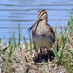 Gallinago hardwickii at Fyshwick, ACT - 31 Oct 2019