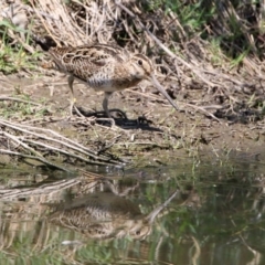 Gallinago hardwickii at Fyshwick, ACT - 31 Oct 2019 01:37 PM