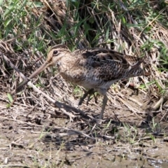 Gallinago hardwickii at Fyshwick, ACT - 31 Oct 2019 01:37 PM