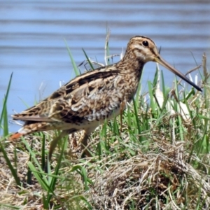 Gallinago hardwickii at Fyshwick, ACT - 31 Oct 2019