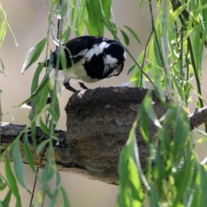 Grallina cyanoleuca at Fyshwick, ACT - 31 Oct 2019