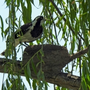 Grallina cyanoleuca at Fyshwick, ACT - 31 Oct 2019