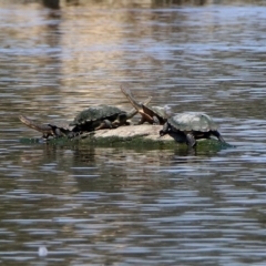 Chelodina longicollis (Eastern Long-necked Turtle) at Fyshwick, ACT - 31 Oct 2019 by RodDeb