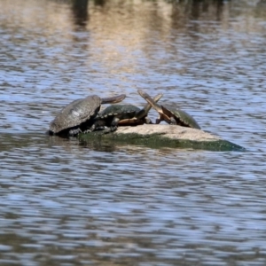 Chelodina longicollis at Fyshwick, ACT - 31 Oct 2019 10:56 AM