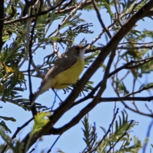 Gerygone olivacea at Fyshwick, ACT - 31 Oct 2019