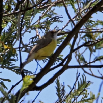 Gerygone olivacea (White-throated Gerygone) at Jerrabomberra Wetlands - 31 Oct 2019 by RodDeb