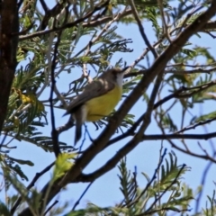 Gerygone olivacea at Fyshwick, ACT - 31 Oct 2019