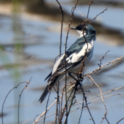 Lalage tricolor (White-winged Triller) at Jerrabomberra Wetlands - 31 Oct 2019 by RodDeb