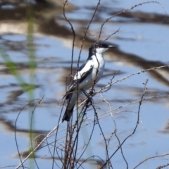 Lalage tricolor at Fyshwick, ACT - 31 Oct 2019