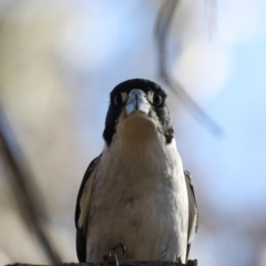 Cracticus torquatus (Grey Butcherbird) at Ainslie, ACT - 29 Oct 2019 by jb2602