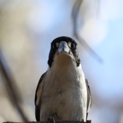 Cracticus torquatus (Grey Butcherbird) at Ainslie, ACT - 29 Oct 2019 by jbromilow50