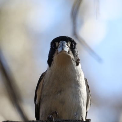 Cracticus torquatus (Grey Butcherbird) at Ainslie, ACT - 29 Oct 2019 by jb2602