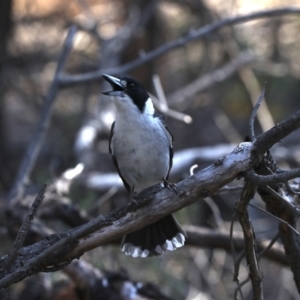 Cracticus torquatus at Ainslie, ACT - 29 Oct 2019