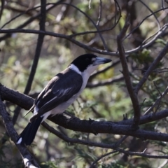 Cracticus torquatus at Ainslie, ACT - 29 Oct 2019