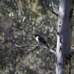 Cracticus torquatus at Ainslie, ACT - 29 Oct 2019