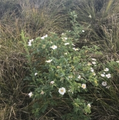 Rosa sp. (A Wild Rose) at Coombs, ACT - 2 Nov 2019 by Julief