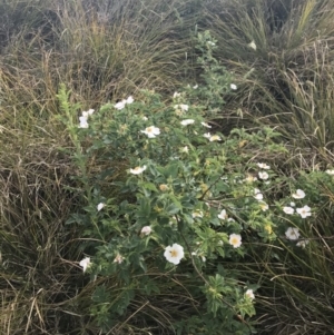 Rosa sp. at Coombs, ACT - 2 Nov 2019 08:55 AM