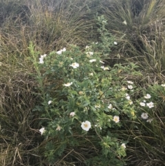 Rosa sp. (A wild rose) at Molonglo River Park - 1 Nov 2019 by Julief