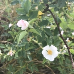 Rosa sp. at Coombs, ACT - 2 Nov 2019