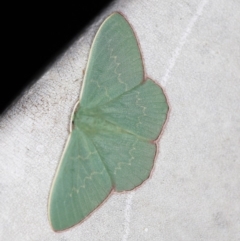 Prasinocyma semicrocea (Common Gum Emerald moth) at O'Connor, ACT - 31 Oct 2019 by ibaird
