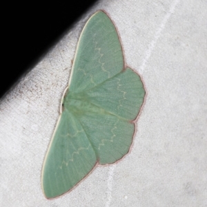 Prasinocyma semicrocea at O'Connor, ACT - 31 Oct 2019 10:43 PM