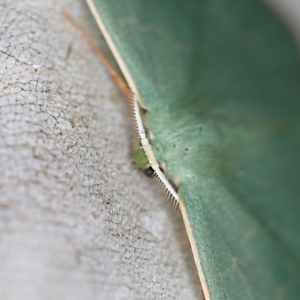 Prasinocyma semicrocea at O'Connor, ACT - 31 Oct 2019