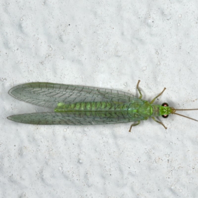 Mallada signatus (Green Lacewing) at Ainslie, ACT - 29 Oct 2019 by jb2602