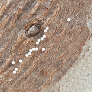 Acrodipsas myrmecophila at suppressed - 2 Nov 2019