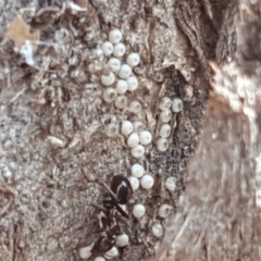Acrodipsas myrmecophila (Small Ant-blue) at Symonston, ACT - 2 Nov 2019 by Mike