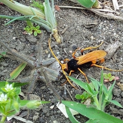 Cryptocheilus sp. (genus) (Spider wasp) at Kioloa, NSW - 2 Nov 2019 by GLemann