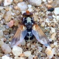 Tachinidae (family) (Unidentified Bristle fly) at Campbell, ACT - 31 Oct 2019 by jbromilow50