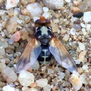 Tachinidae (family) at Campbell, ACT - 1 Nov 2019 07:59 AM