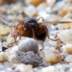 Tachinidae (family) at Campbell, ACT - 1 Nov 2019 07:59 AM